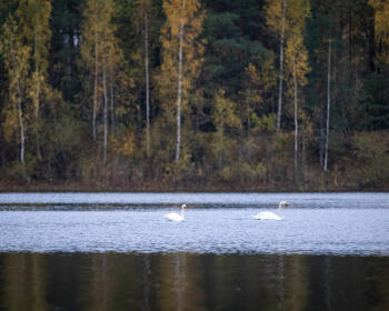 Latvijas BYU komandas cīņa Pasaules komandu čempionātā, 17.-19.10.2026.