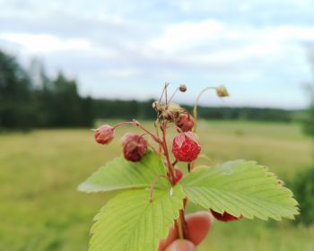 Velobrauciens: Vandāni - Dignājas pilskalns, 18.07.2022.
