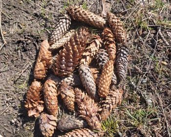 Lieldienu spēle Zasas muižas parkā, 15.-18.04.2022.