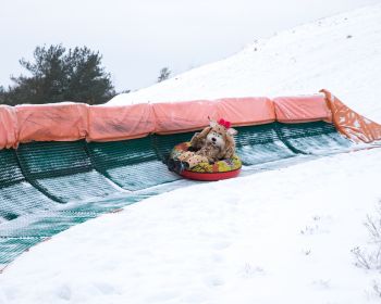Lūsijas piedzīvojumi Jēkabpils Mežaparkā, 19.01.2021.