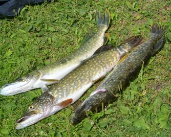  Radžu ūdenskrātuves sezonas atklāšanas sacensības pludiņmakšķerēšanā un spiningošanā
