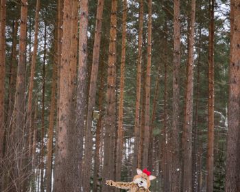 Lūsijas piedzīvojumi Jēkabpils Mežaparkā, 19.01.2021.