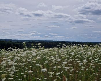 Krustpils takas 3. posms | Kūkas - Ungurmuižas ezers, 14.07.2024.