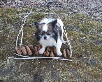 Lieldienu spēle Zasas muižas parkā, 15.-18.04.2022.