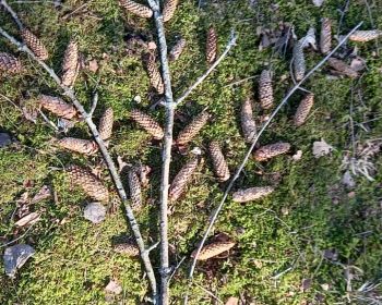Lieldienu spēle Zasas muižas parkā, 15.-18.04.2022.