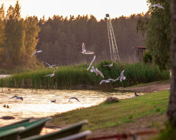 Saulgriežu skrējiens Jēkabpils Mežaparkā, 20.06.2025.